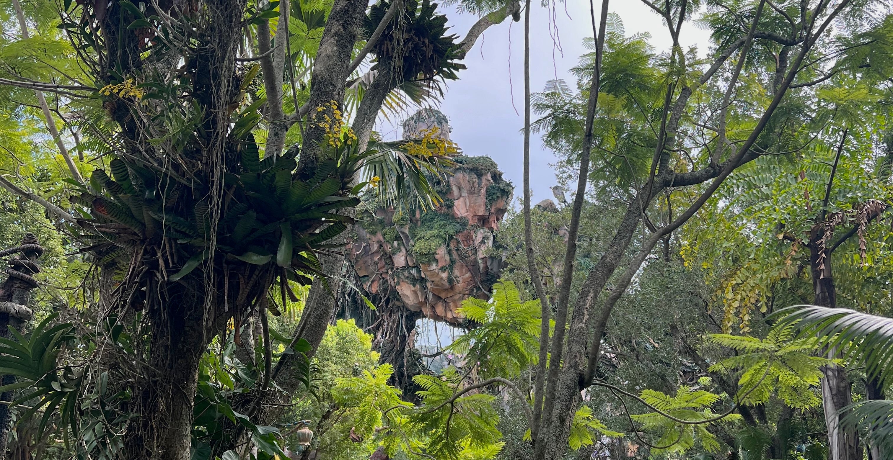 strangler fig picture